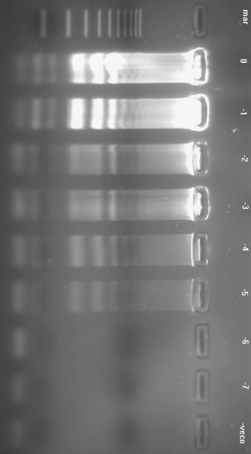 Comment détecter le virus CyHV3 (ou KHV) ?