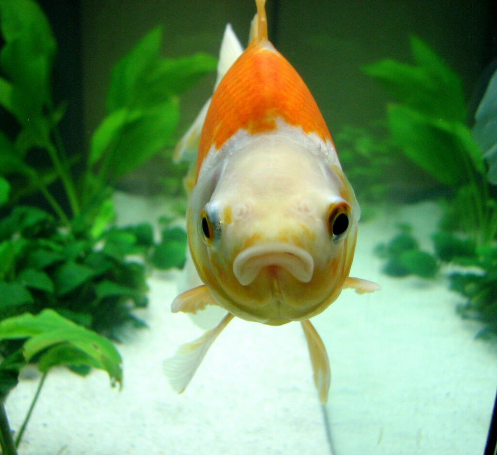 Comment nourrir mes poissons rouges en aquarium ? Vetofish